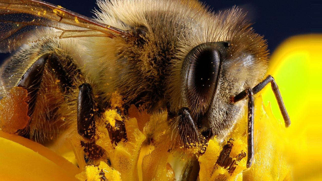 arilarin yalnizca iki gozu yok binlercesi var vDiTijLZ