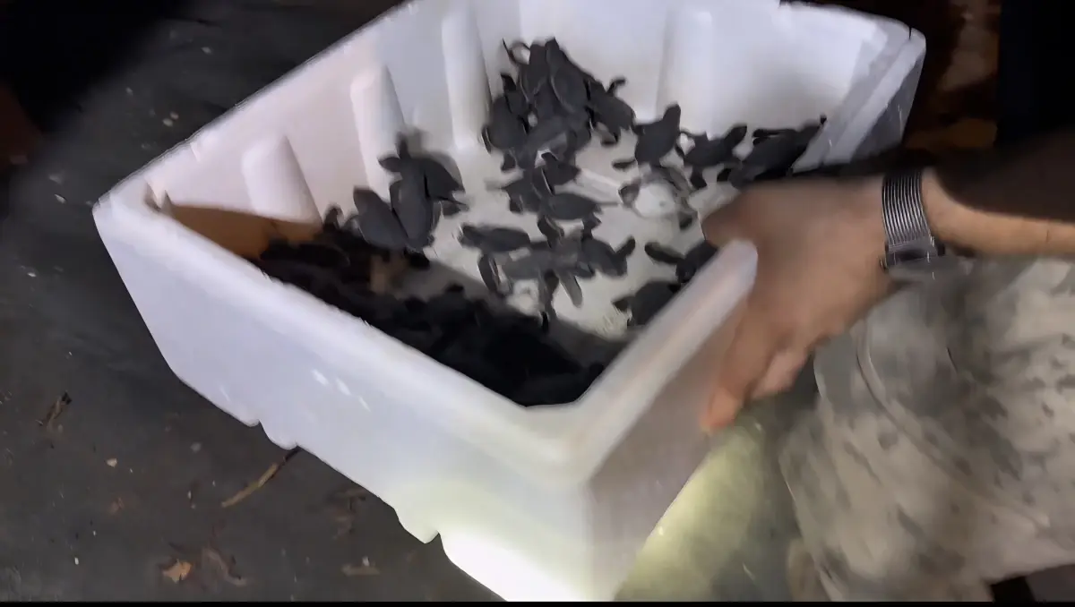 kaplumbaga yavrulari jandarmadan yardim aldi D3U9EJId