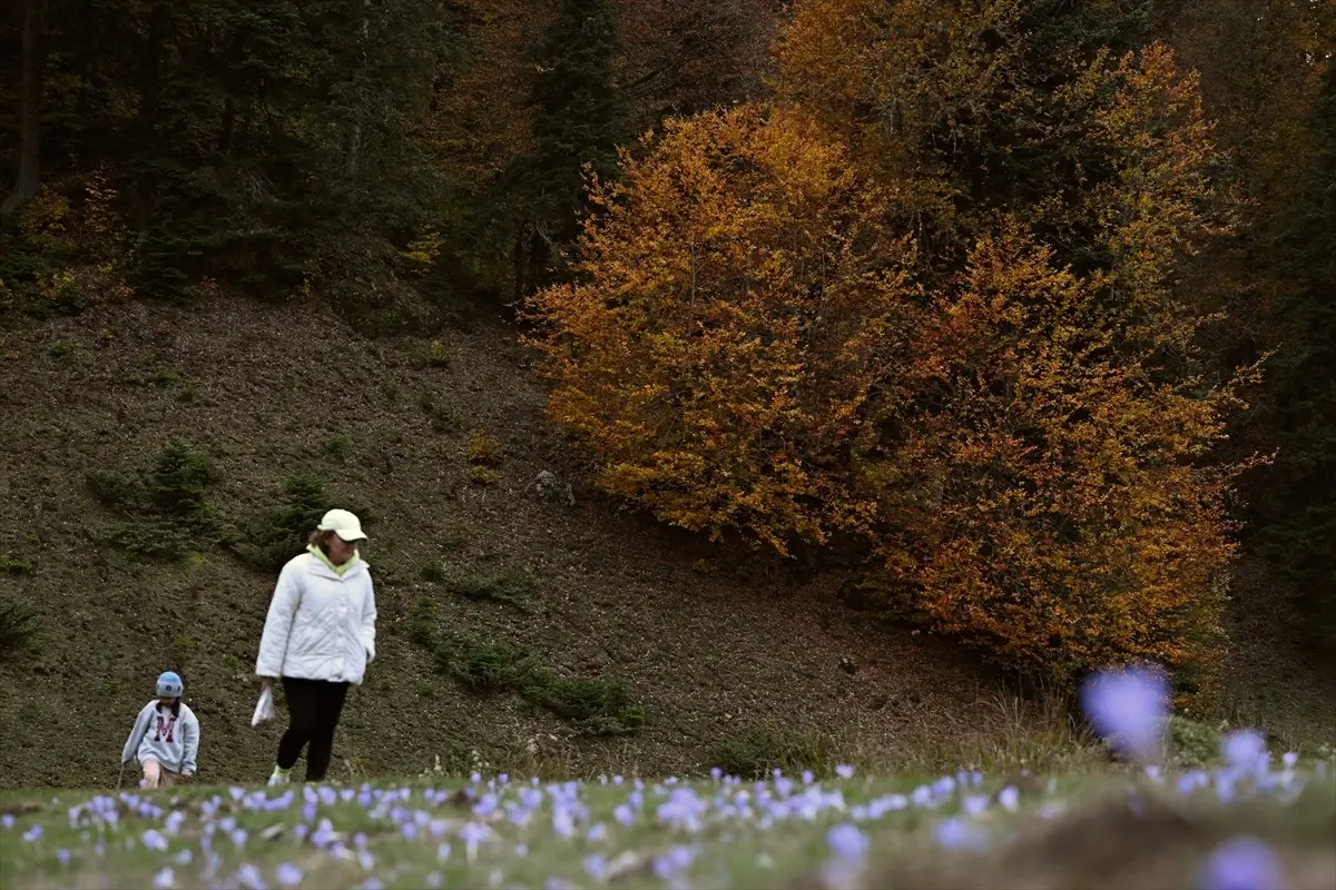 sonbahar renk cumbusu duzce sakarya bolu ffXZ6nju.jpg