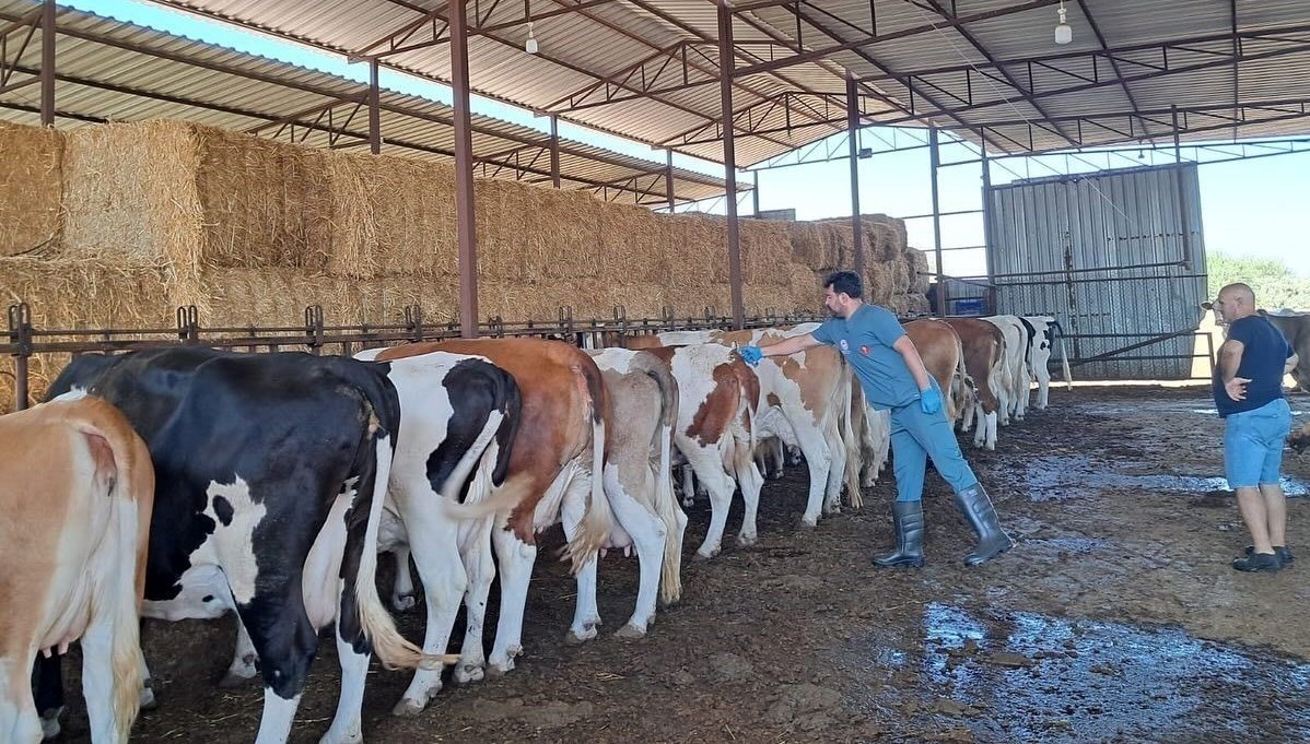 aydinda sap hastaligi 34 mahalle karantinaya alindi xbleR4iG.jpg