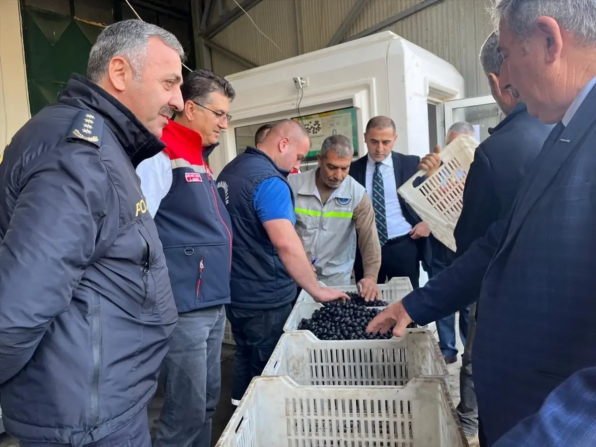 sarkoyde zeytin hasadi etkinligi WJBcaxAQ.jpg