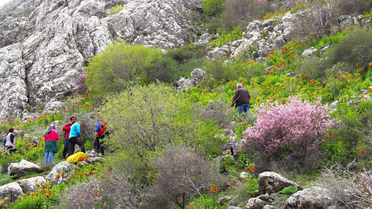 Afşin’deki Ters Lalelerin Korunması İçin 700 Bin TL Ceza Uygulaması