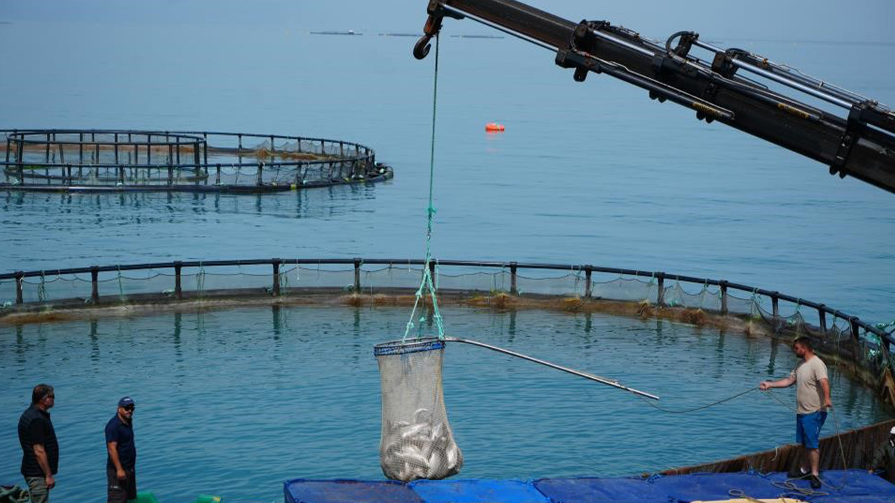 turk-somonunda-buyuk-patlama-3-yilda-dev-uretim-hedefi-c6shtFxb