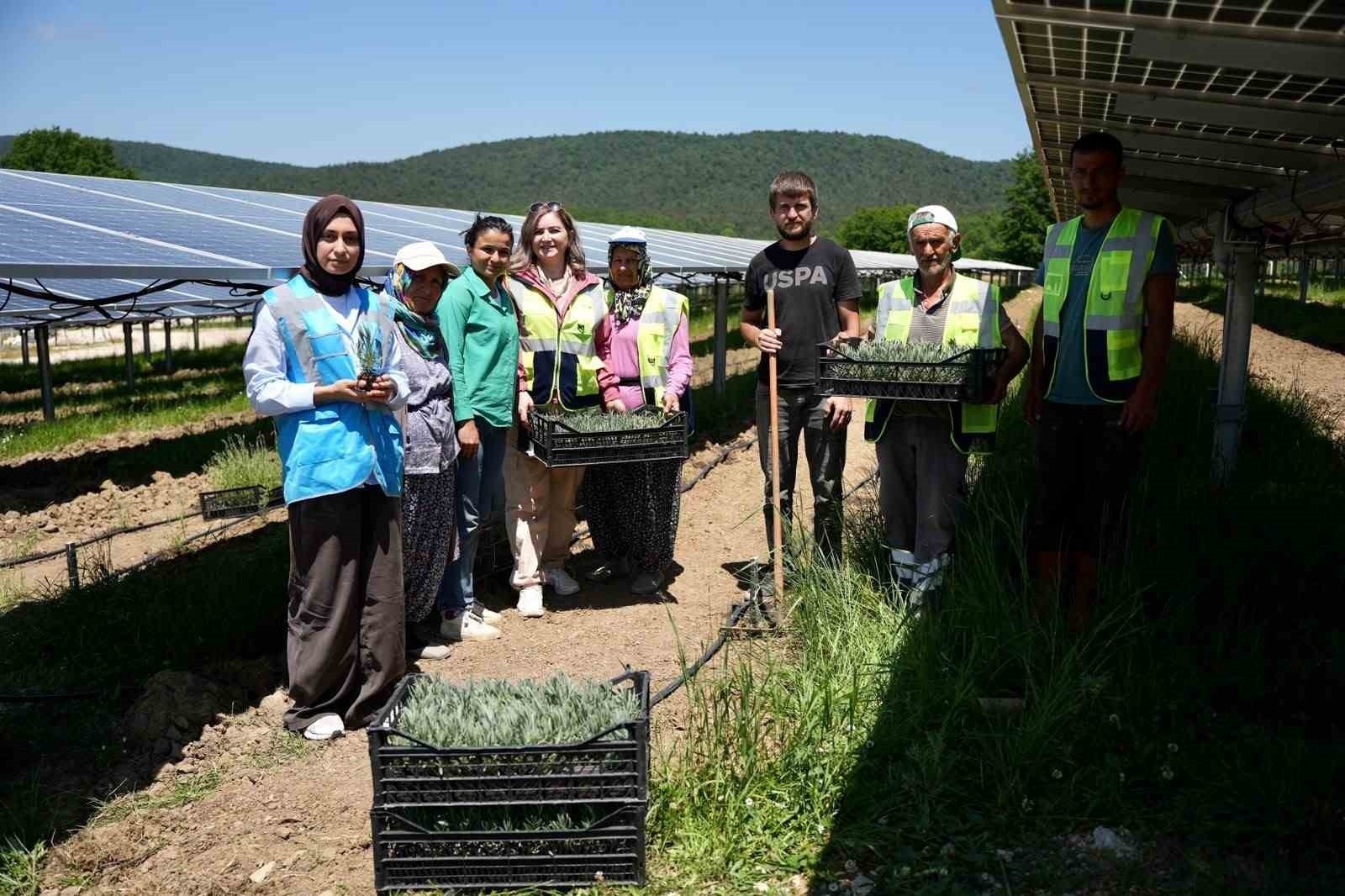 Samsun’da Yenilikçi Agrivoltaik Tarım Projesi ile Sürdürülebilir Üretim